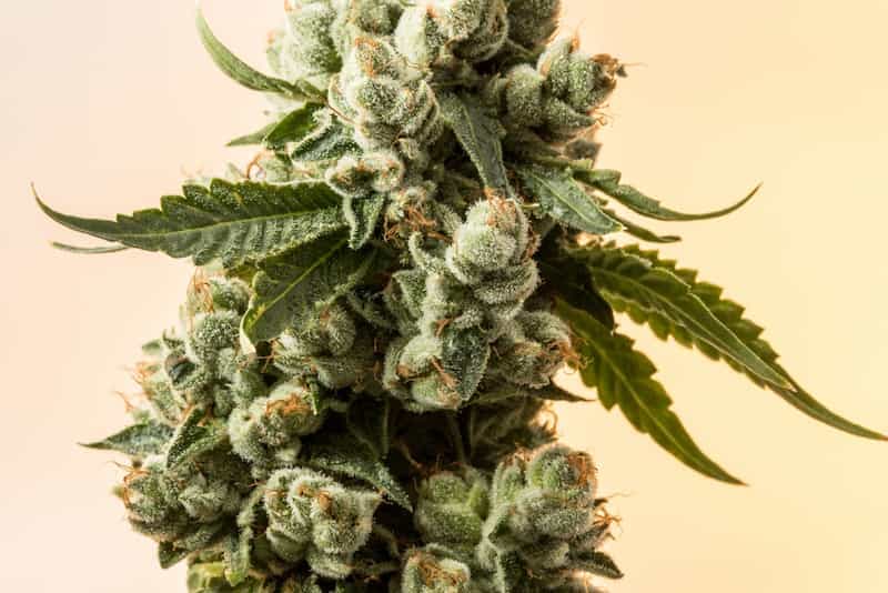 CBD Blüten kaufen – Indoor-Qualität, die deinen Körper positiv beeinflusst