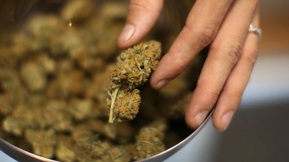 Einzigartige Sorten auf Lager – Weed Samen kaufen mit Premium-Auswahl